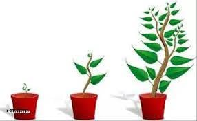 Planofix Plant Growth Regulator, 100 ml, with Organic DAP 300 and Protective Gloves - Image 2