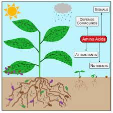 Planofix Plant Growth Regulator, 100 ml, with Organic DAP 300 and Protective Gloves - Image 3