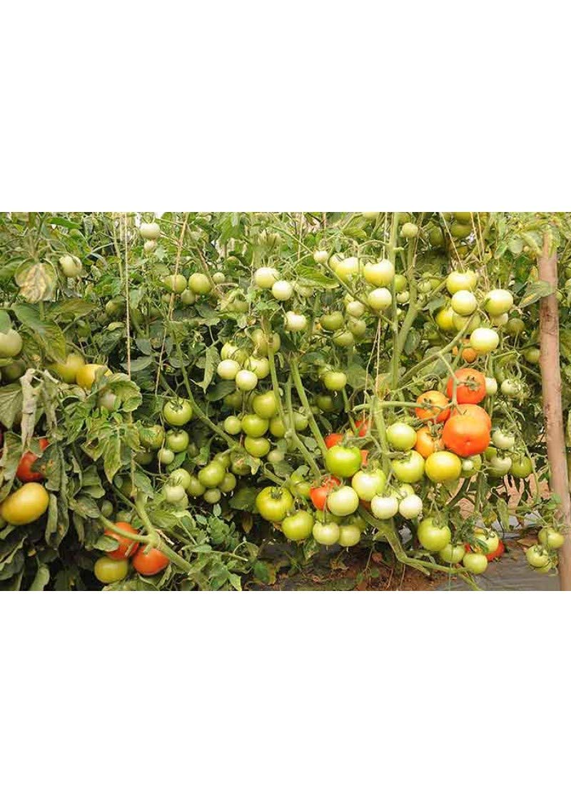 Syngenta Saaho (TO-3251) Hybrid Tomato seeds, 3500SD packing - Image 8