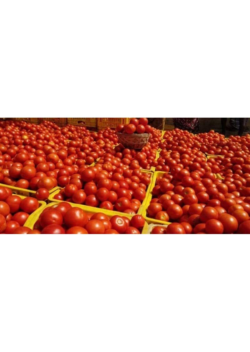 Syngenta Saaho (TO-3251) Hybrid Tomato seeds, 3500SD packing - Image 6