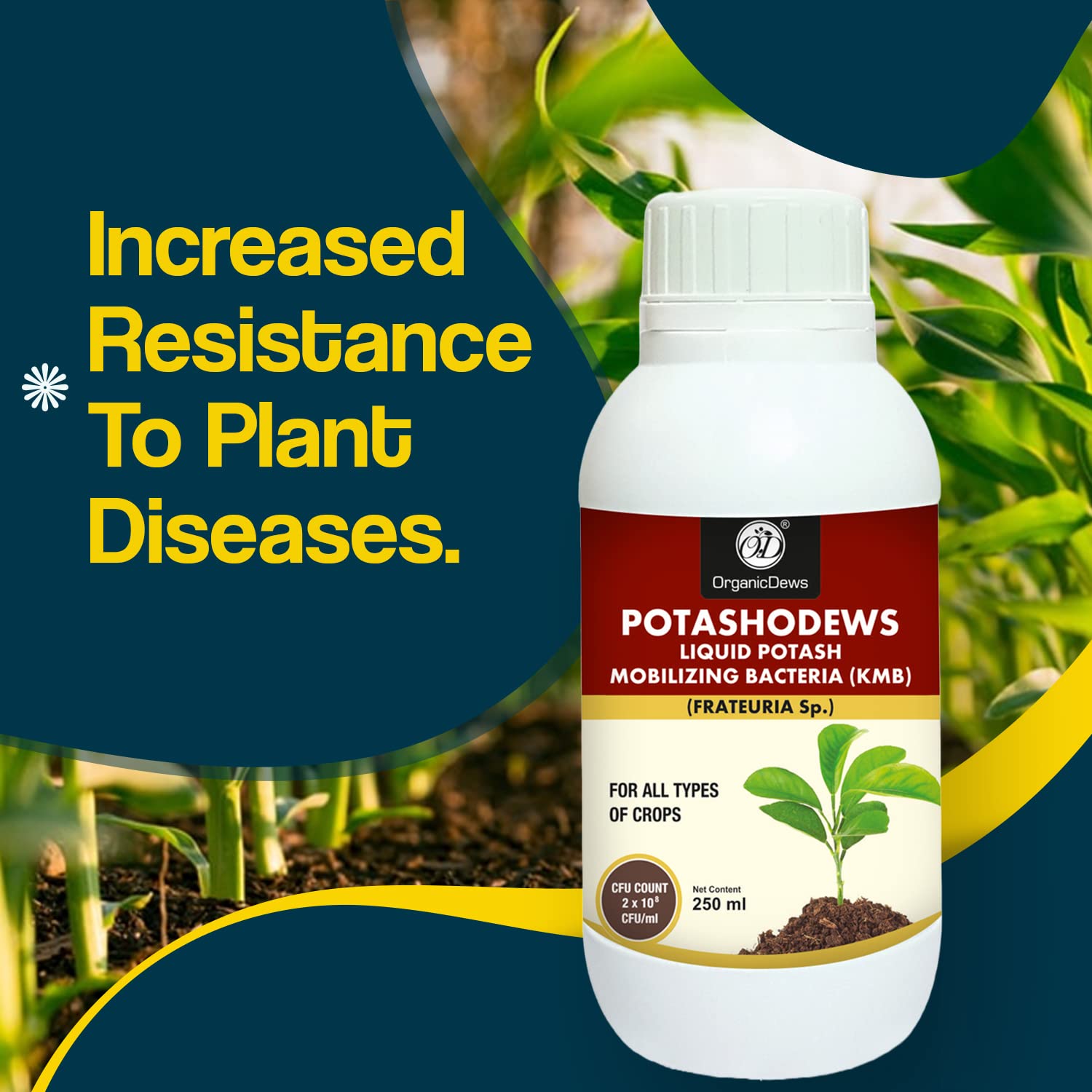 OrganicDews Potash Mobilizing Bacteria (2x10^8 CFU/ML) Bio Inoculum Fertilizer (250 ml) for Plants - Faster Root Growth, Improve Quality Flower and Fruits 250 ml - Image 4