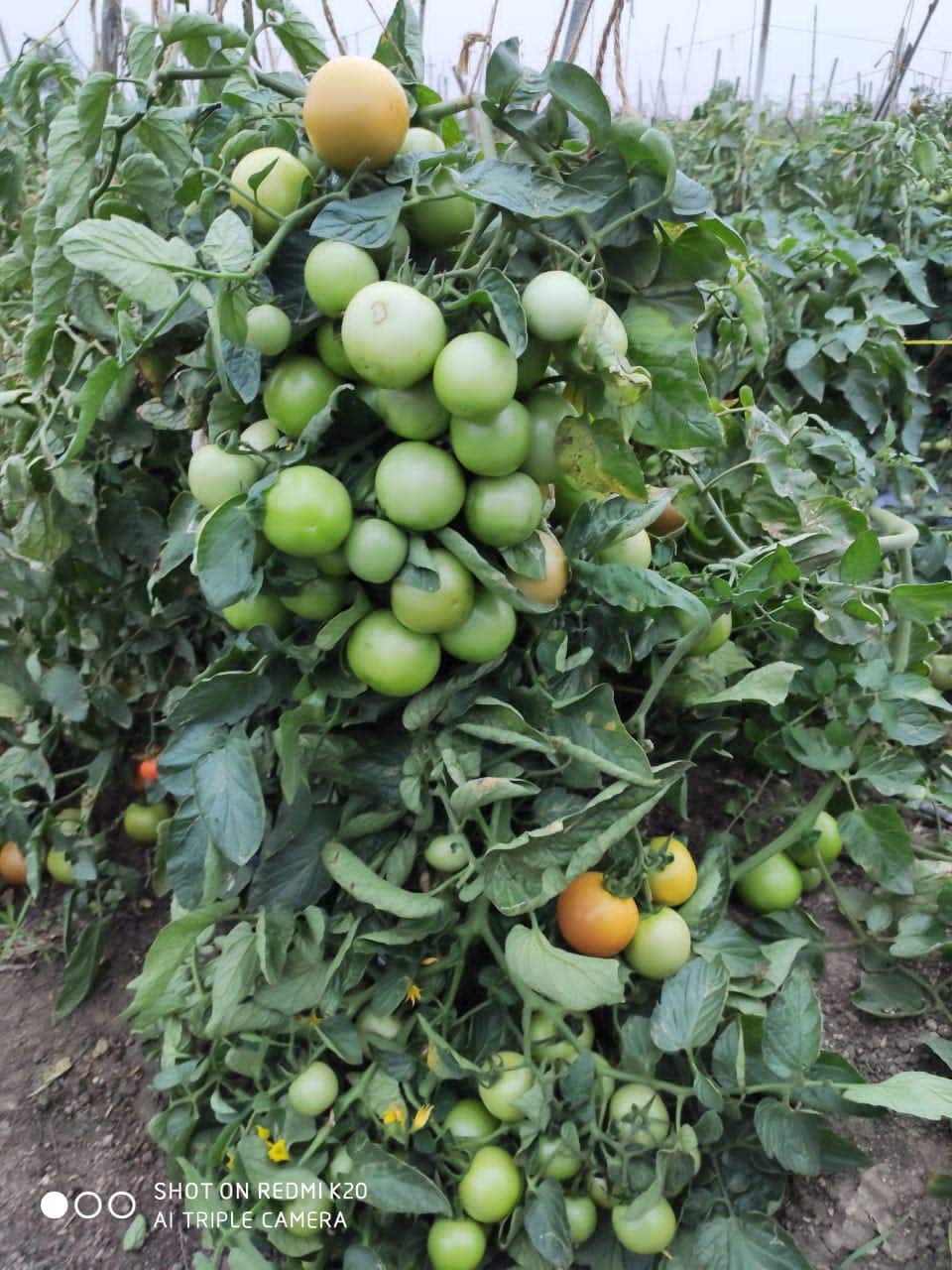 Syngenta Saaho (TO-3251) Hybrid Tomato seeds, 3500SD packing - Image 2