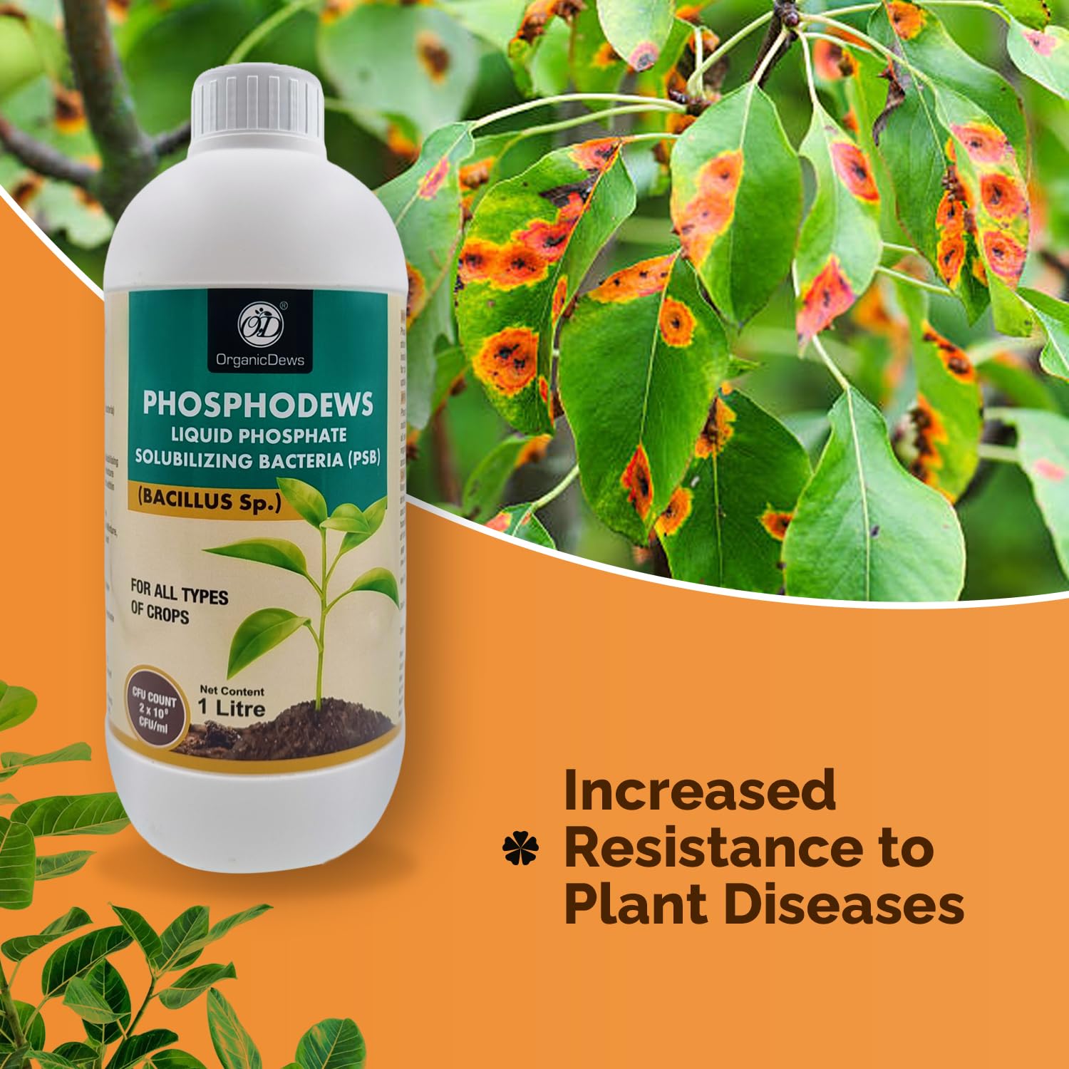 OrganicDews Phosphate Solubilizing Bacteria PSB (2x10^8 CFU/ML) Bio Inoculum Fertilizer (2 litre) for Plants - Faster Root Growth and Better Nutrient Uptake - Phosphodews 2 Litre - Image 3