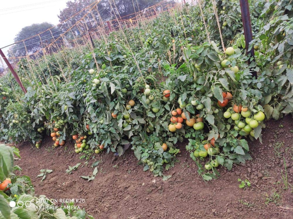 Syngenta Saaho (TO-3251) Hybrid Tomato seeds, 3500SD packing - Image 3