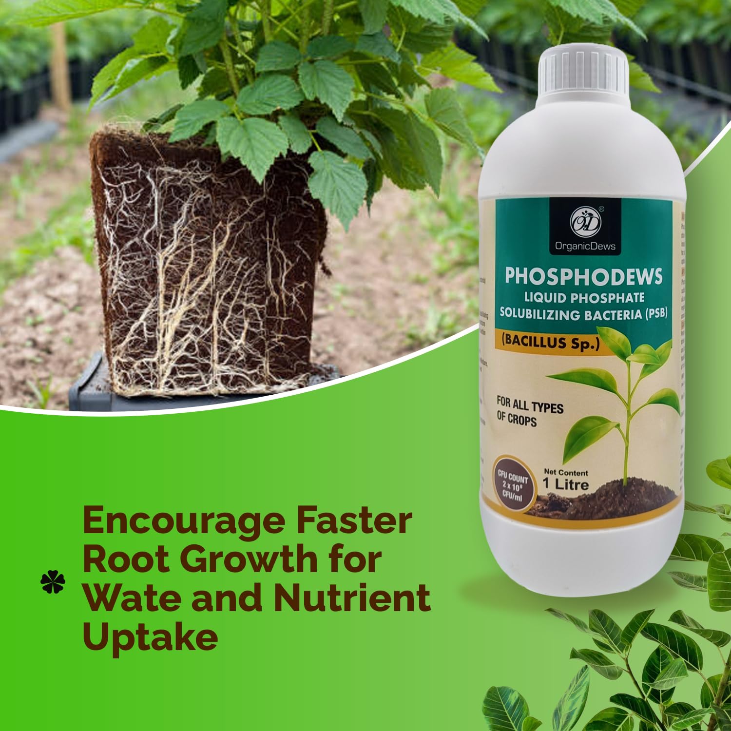 OrganicDews Phosphate Solubilizing Bacteria PSB (2x10^8 CFU/ML) Bio Inoculum Fertilizer (2 litre) for Plants - Faster Root Growth and Better Nutrient Uptake - Phosphodews 2 Litre - Image 4