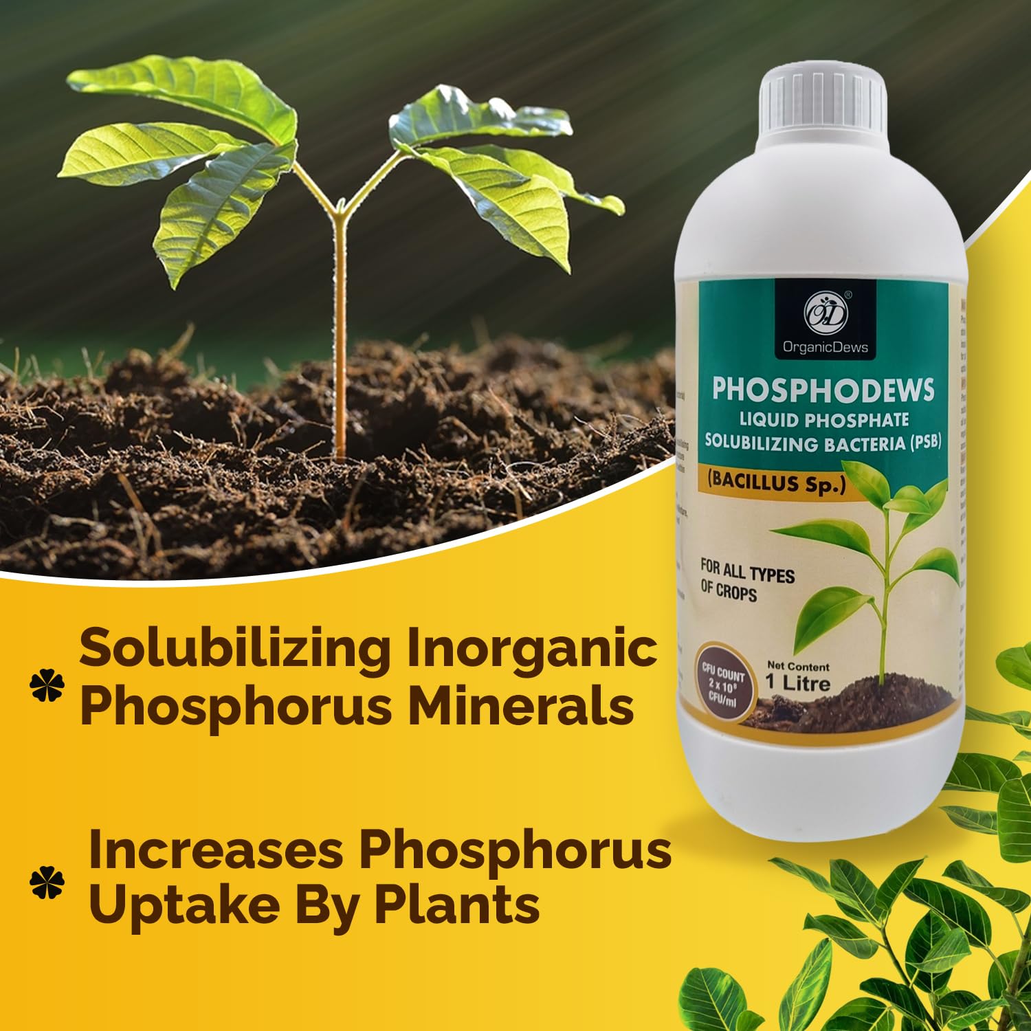 OrganicDews Phosphate Solubilizing Bacteria PSB (2x10^8 CFU/ML) Bio Inoculum Fertilizer (2 litre) for Plants - Faster Root Growth and Better Nutrient Uptake - Phosphodews 2 Litre - Image 6