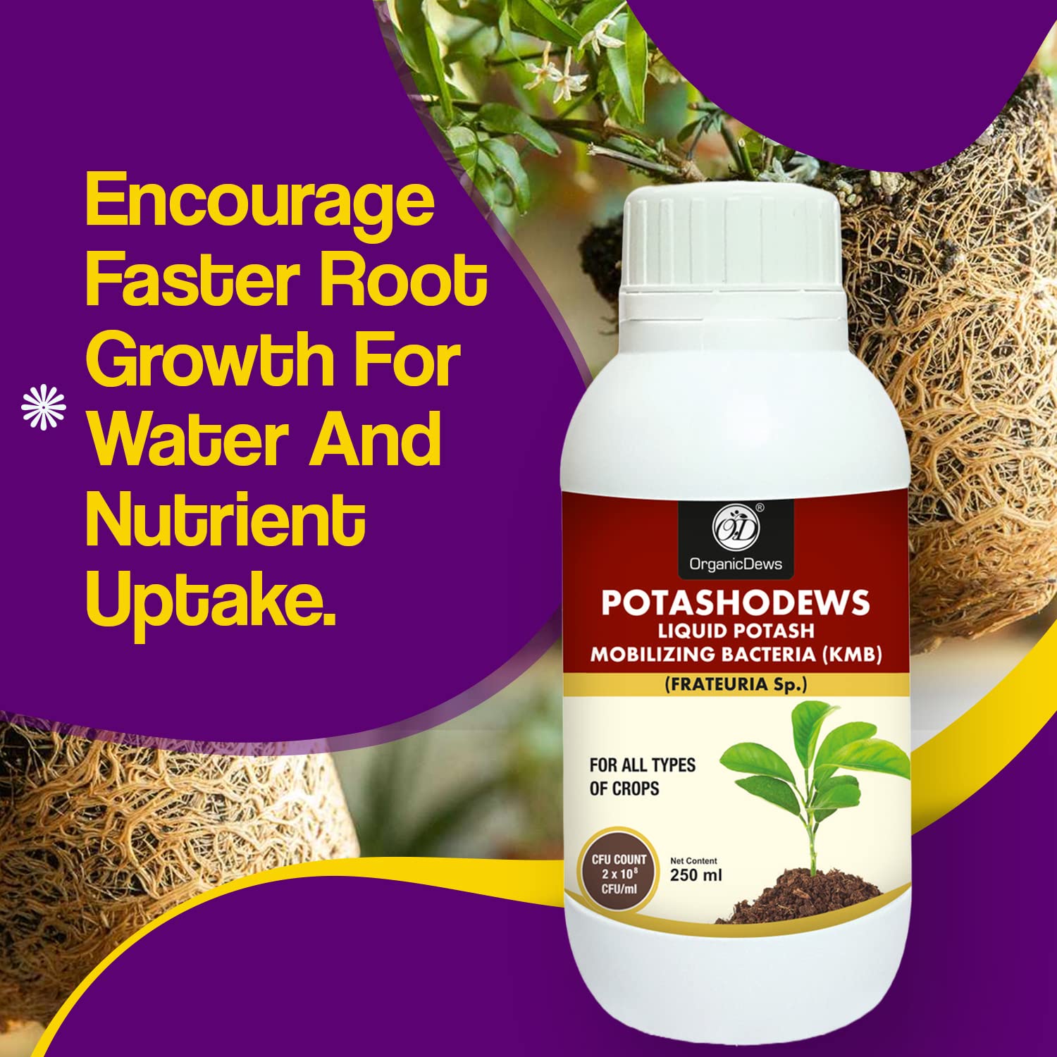 OrganicDews Potash Mobilizing Bacteria (2x10^8 CFU/ML) Bio Inoculum Fertilizer (250 ml) for Plants - Faster Root Growth, Improve Quality Flower and Fruits 250 ml - Image 5