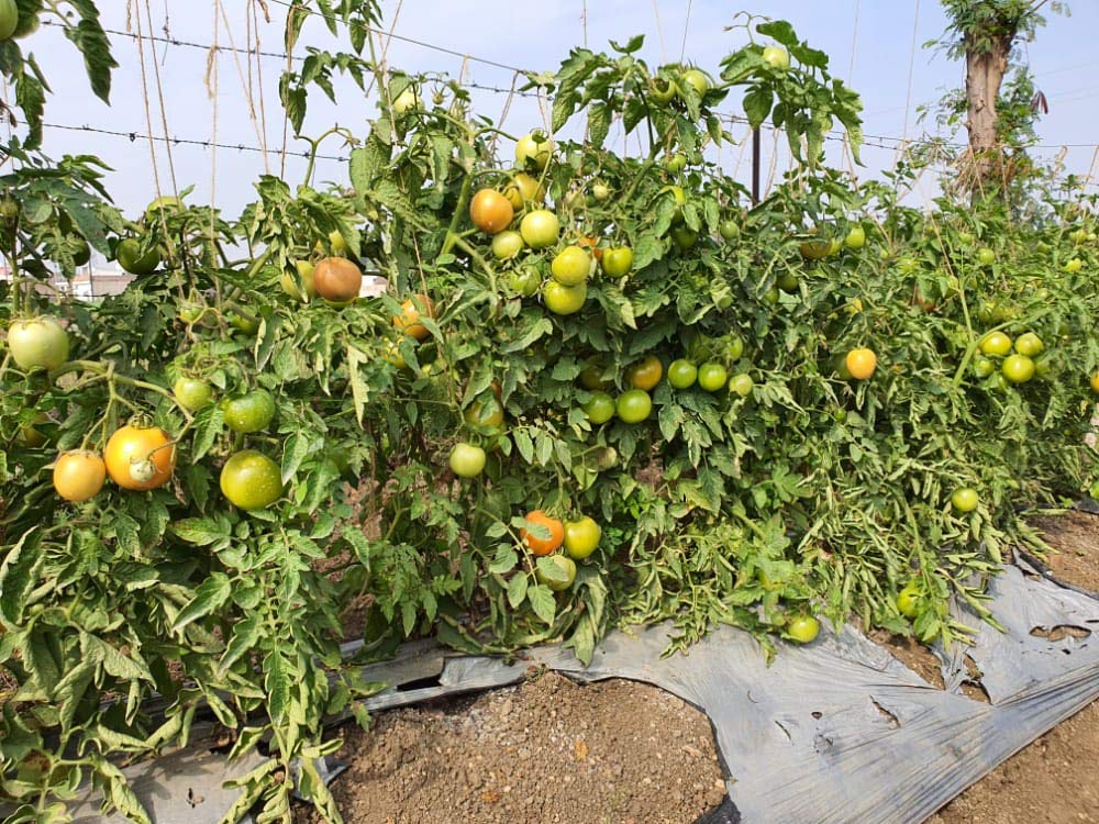 Syngenta Saaho (TO-3251) Hybrid Tomato seeds, 3500SD packing - Image 4