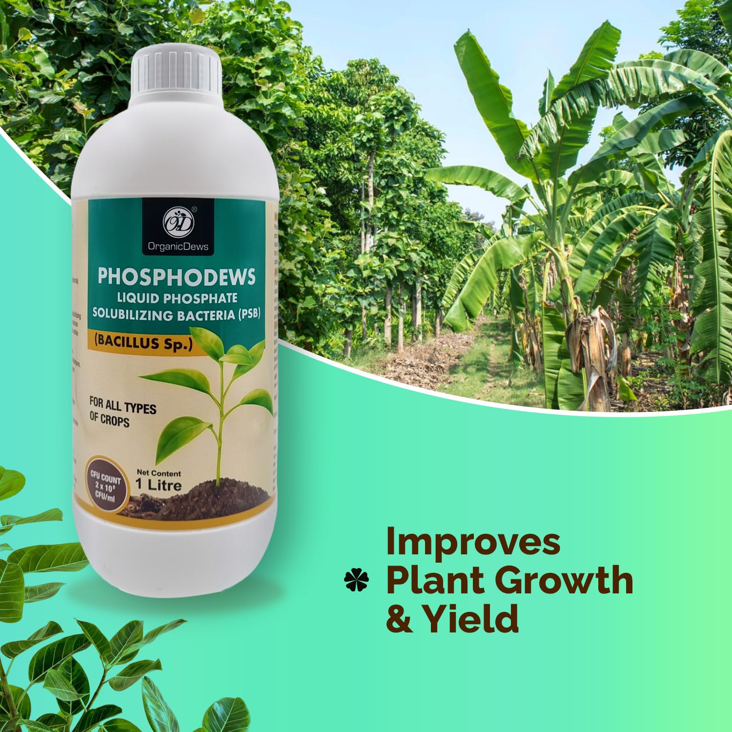 OrganicDews Phosphate Solubilizing Bacteria PSB (2x10^8 CFU/ML) Bio Inoculum Fertilizer (2 litre) for Plants - Faster Root Growth and Better Nutrient Uptake - Phosphodews 2 Litre - Image 5